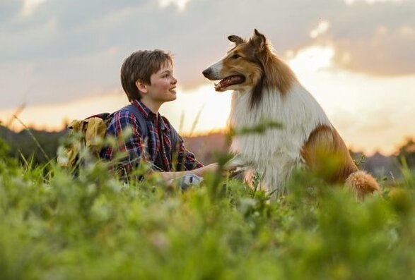Lassie torna a casa Film