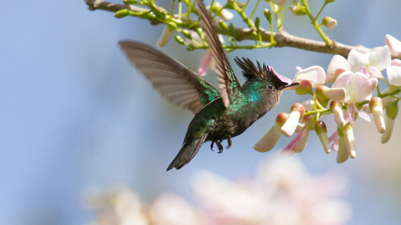 Santuari della natura Programma